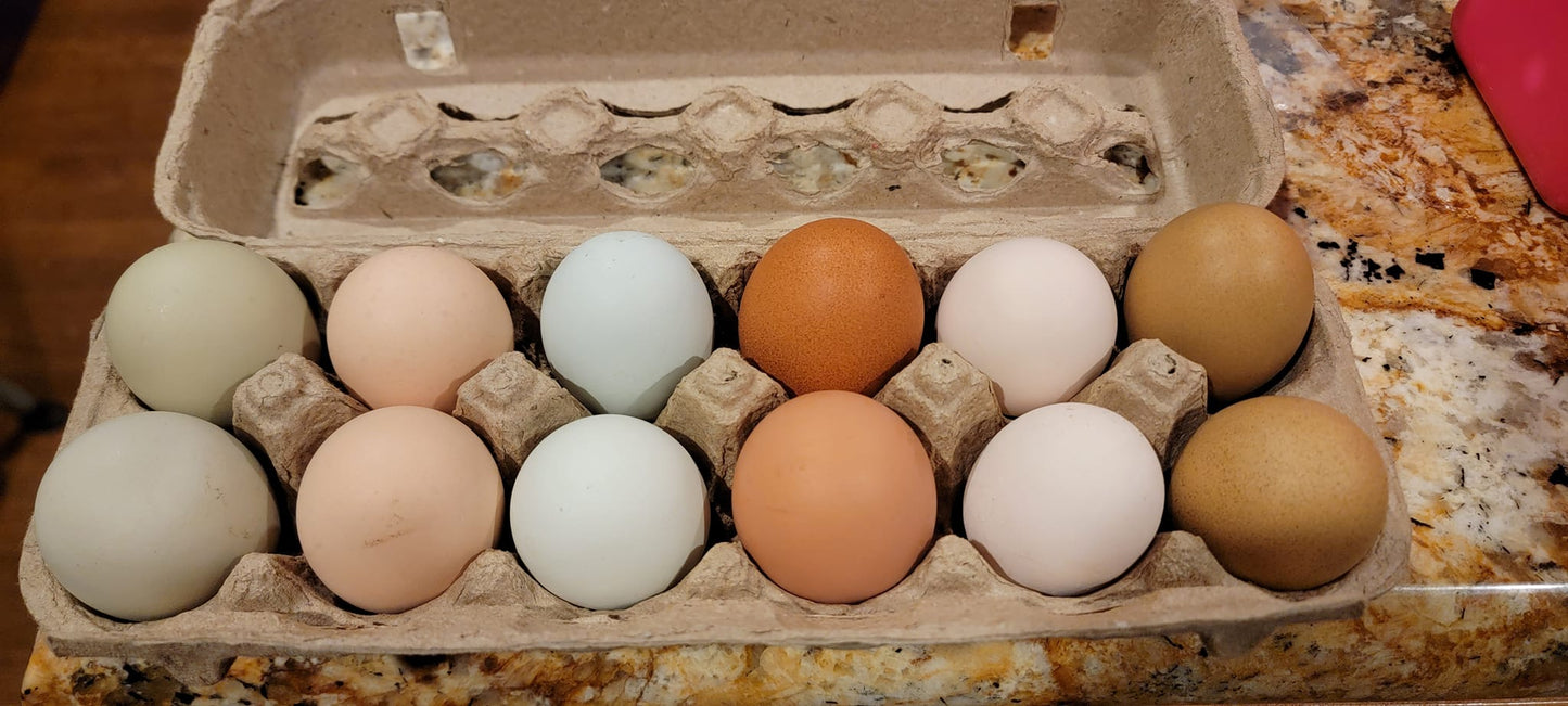 Pasture Raised Chicken Eggs