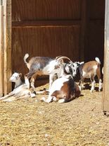 Goat Visitation