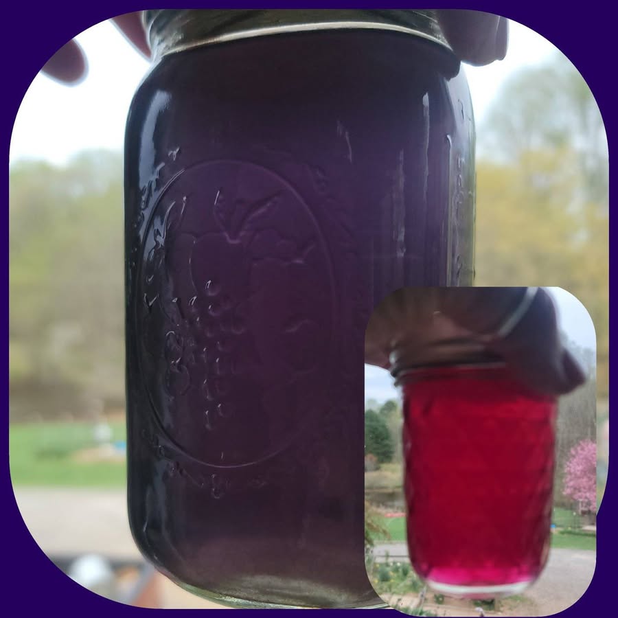 Violet Flower Jelly