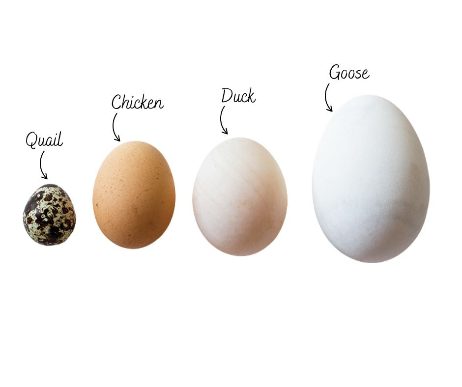 GOOSE Eggs 1/2 Dozen